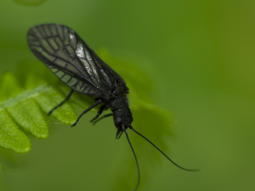 Holarctic Alderflies