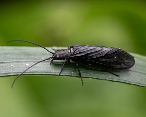 Holarctic Alderflies