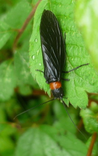 Holarctic Alderflies