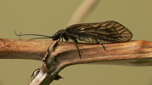 Holarctic Alderflies