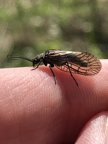 Holarctic Alderflies
