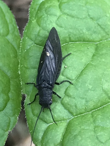Holarctic Alderflies