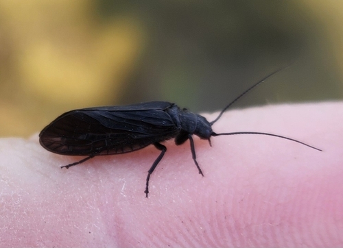 Holarctic Alderflies