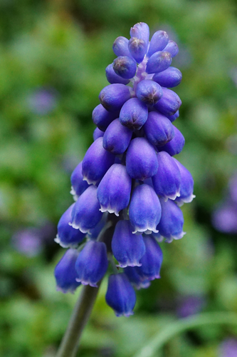 Garden Grape-hyacinth