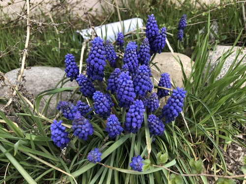 Garden Grape-hyacinth