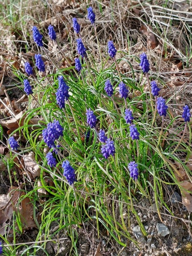 Garden Grape-hyacinth
