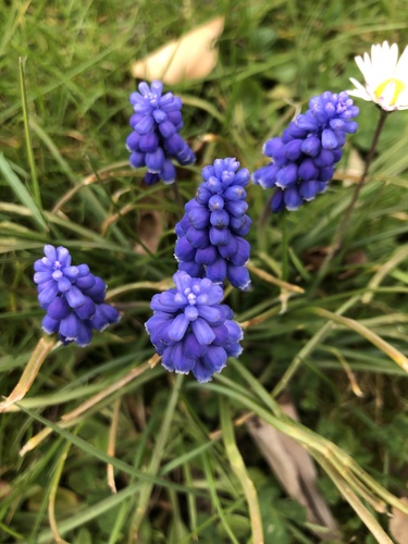 Garden Grape-hyacinth