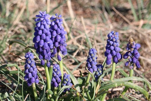 Garden Grape-hyacinth