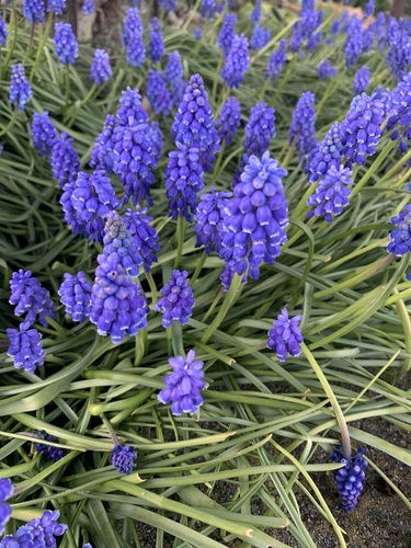 Garden Grape-hyacinth