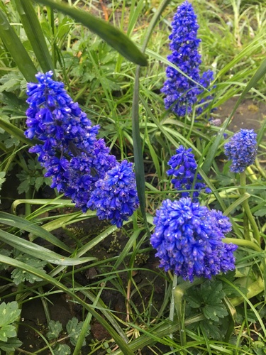 Garden Grape-hyacinth