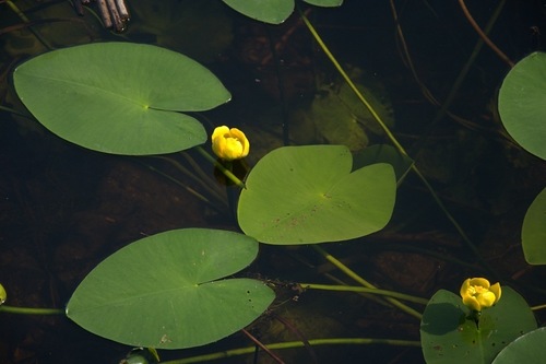 yellow water-lily