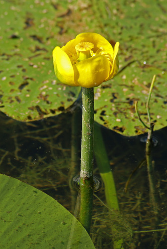 yellow water-lily
