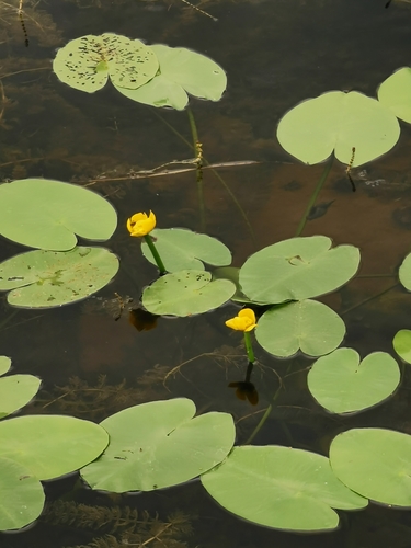 yellow water-lily