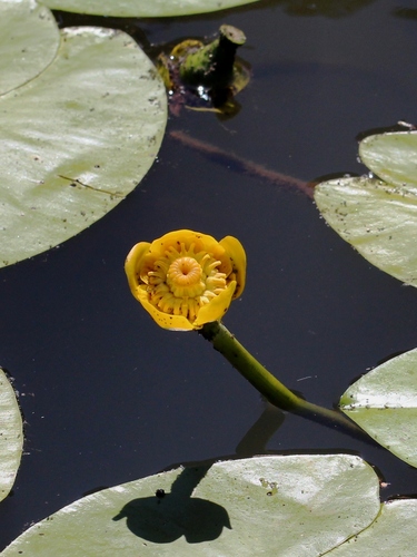 yellow water-lily