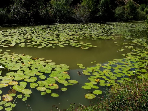 yellow water-lily