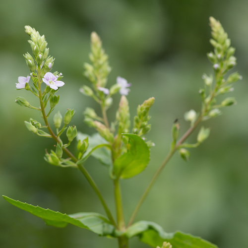 blue water-speedwell | Native Nature
