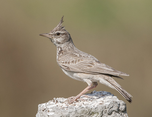 Crested Lark