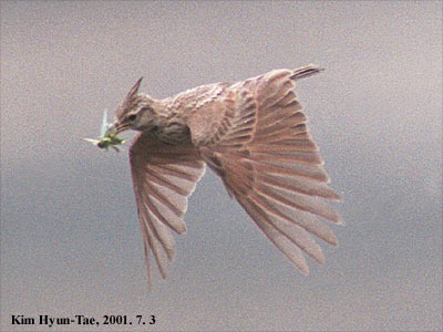 Crested Lark