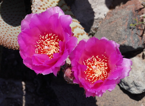 Beavertail Pricklypear
