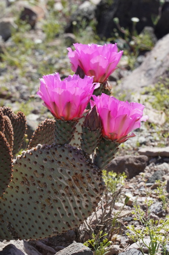 Beavertail Pricklypear