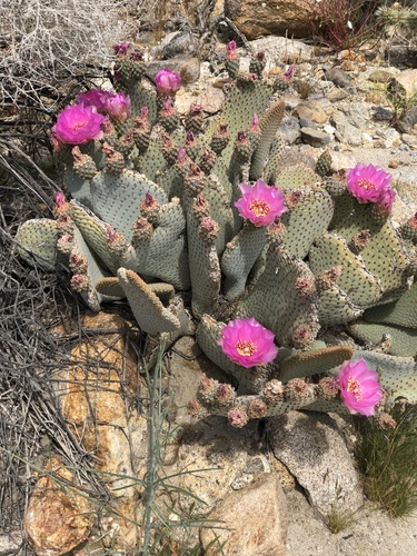 Beavertail Pricklypear