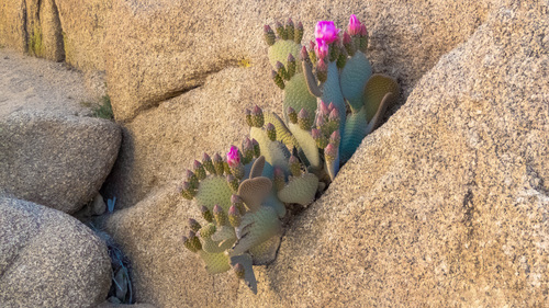Beavertail Pricklypear