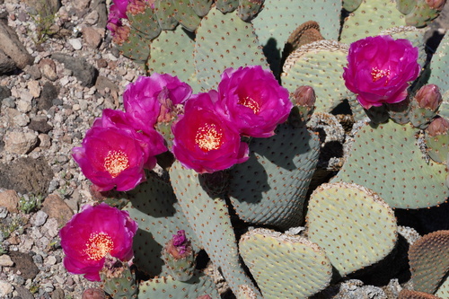 Beavertail Pricklypear