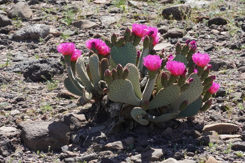 Beavertail Pricklypear