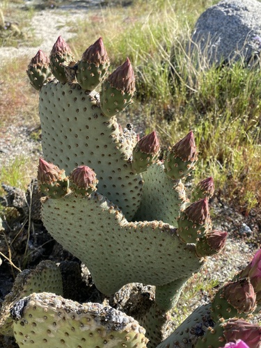Beavertail Pricklypear