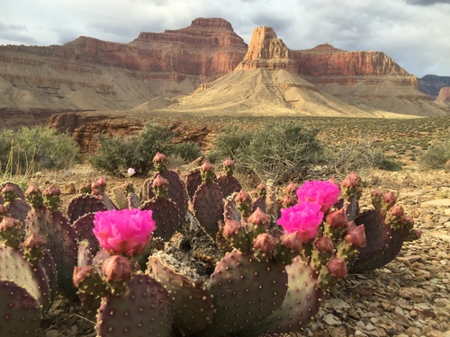 Beavertail Pricklypear