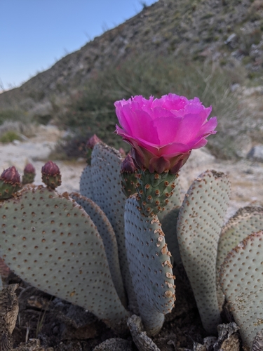 Beavertail Pricklypear