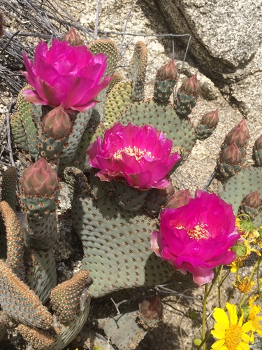 Beavertail Pricklypear