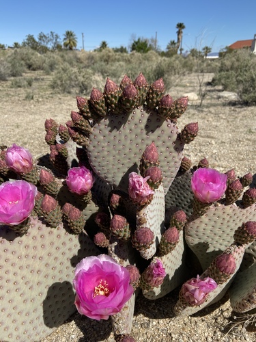 Beavertail Pricklypear