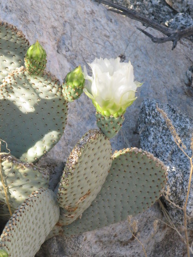 Beavertail Pricklypear