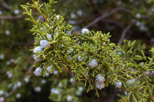 California juniper