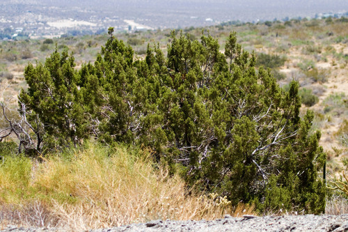 California juniper