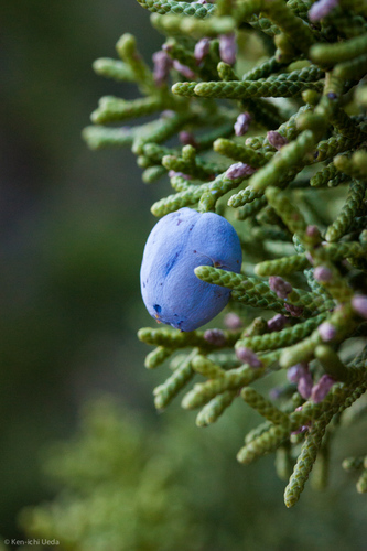 California juniper