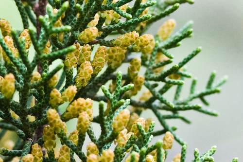 California juniper
