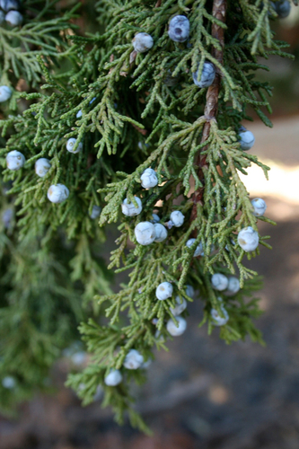 California juniper