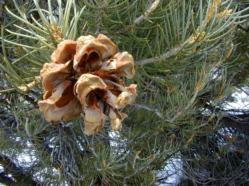 singleleaf pinyon