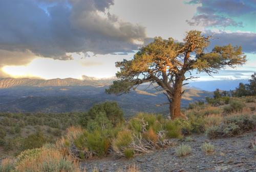 singleleaf pinyon