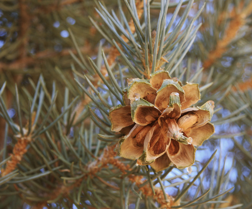 singleleaf pinyon
