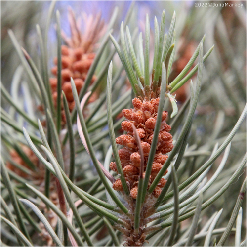 singleleaf pinyon