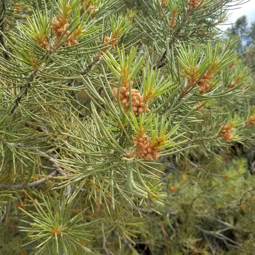 singleleaf pinyon