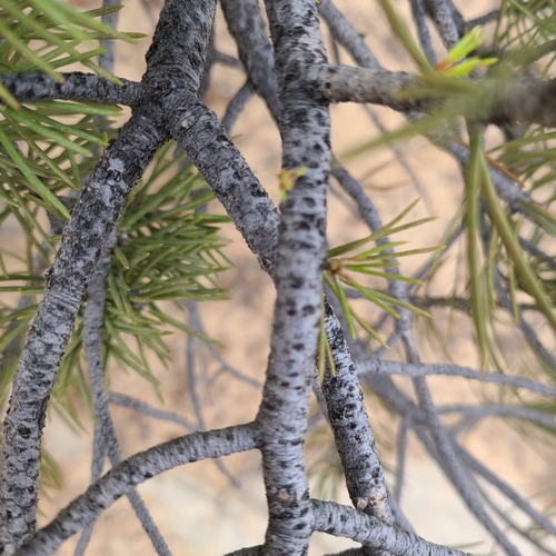 singleleaf pinyon