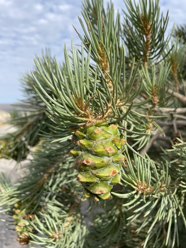 singleleaf pinyon