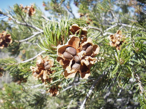 Colorado Pinyon