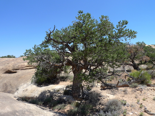 Colorado Pinyon