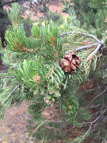 Colorado Pinyon