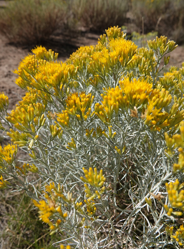 Rubber Rabbitbrush